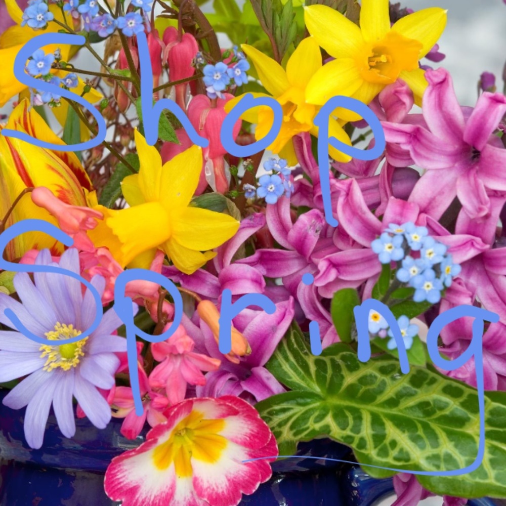 shop spring